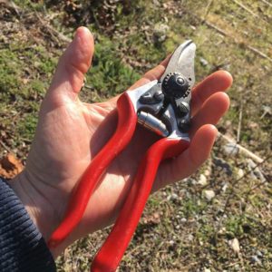 sécateur pour la taille des vignes en janvier coeur de vigne fully