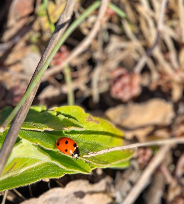 coccinelle rouge au milieu des vignes fully