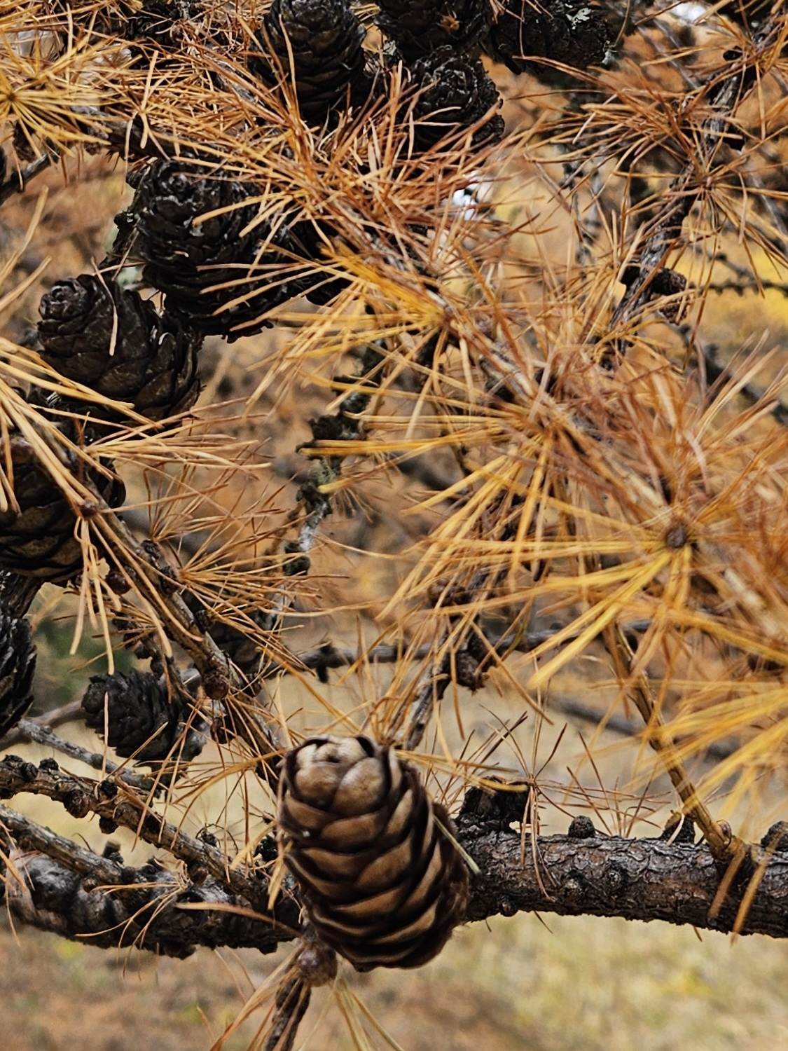 pives de mélèze jaunies forêt de montagne automnale en valais